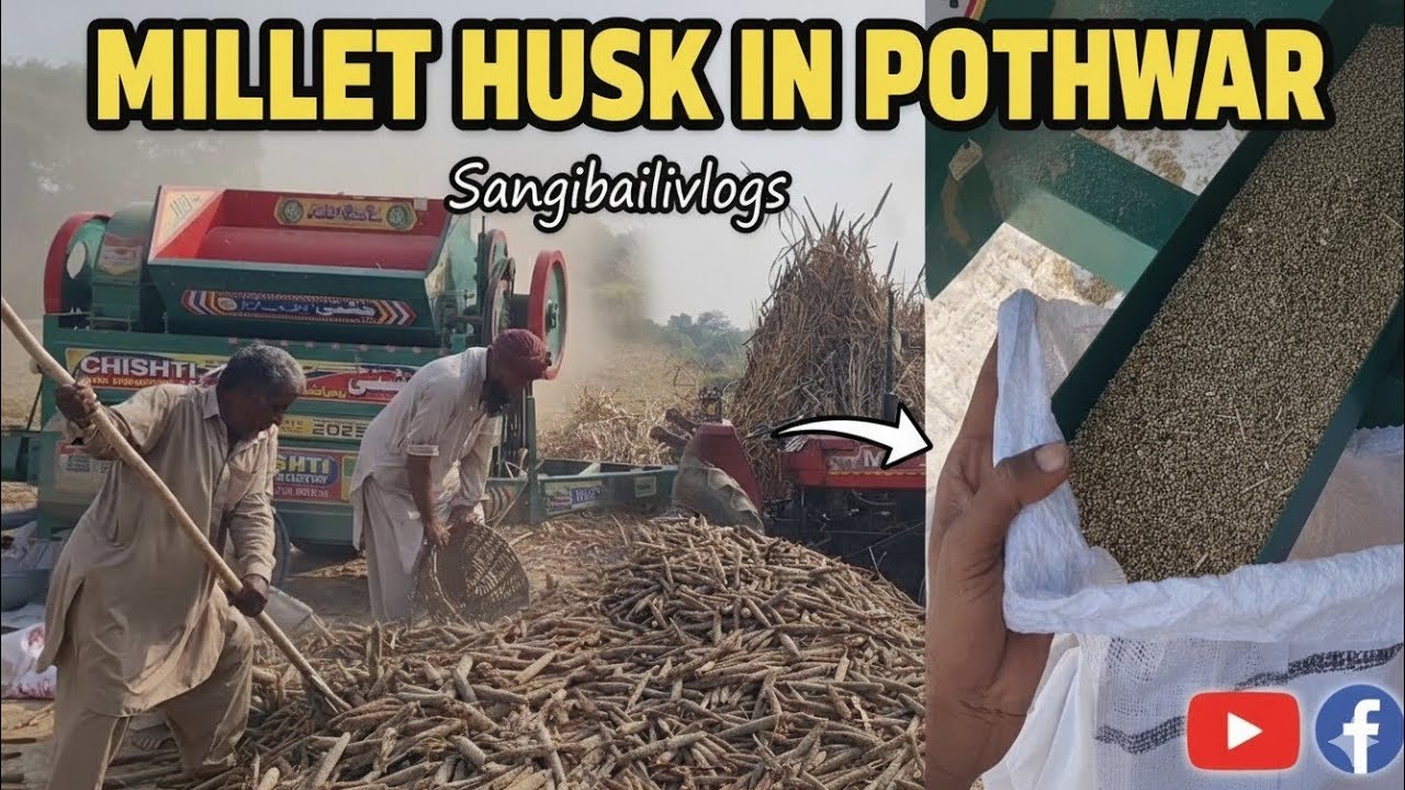 Bajray Ki Gaawahi 🌾 | Farmer’s Hard Work | Village Life in Pakistan | Sangibaili Vlogs---
