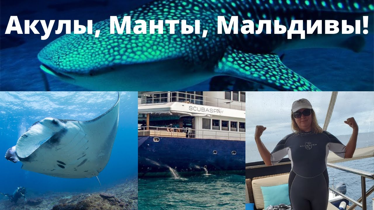 УДАЧНЫЙ дайв-сафари на Мальдивах.  Огромная китовая акула и гигантские Манты. Часть 2