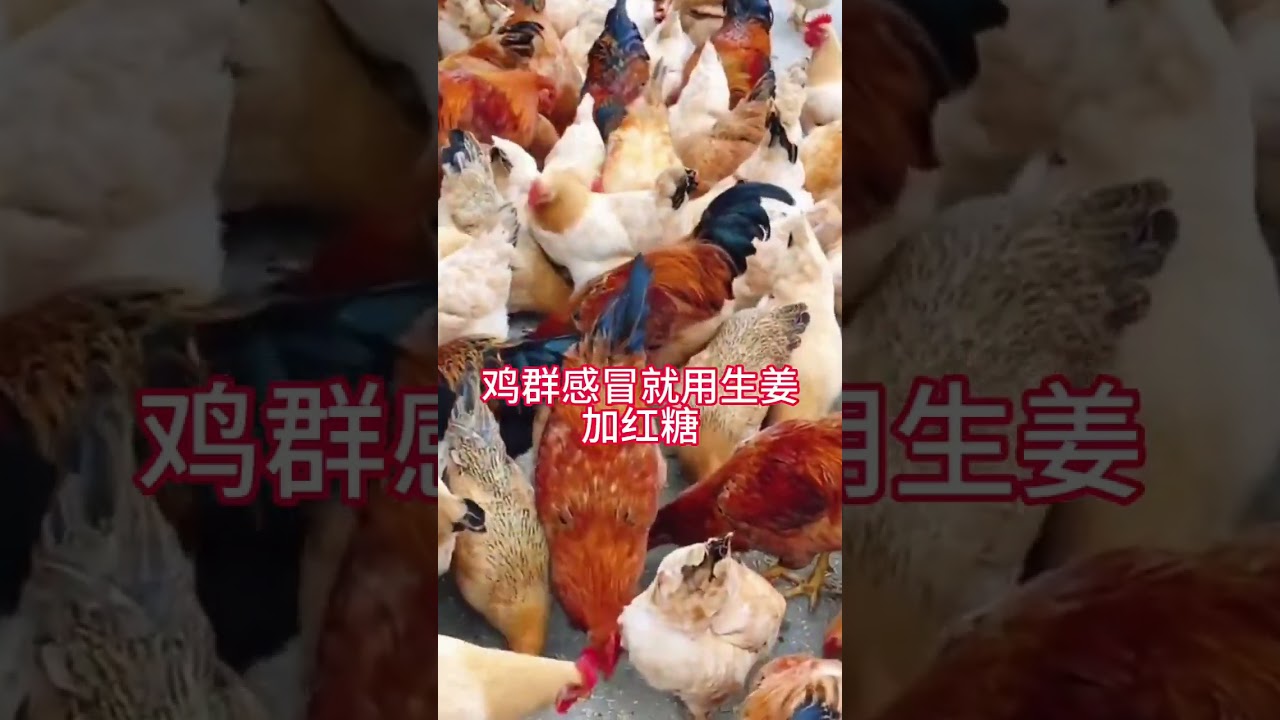 #生态散养土鸡 #散养土鸡生态养殖土 #养殖