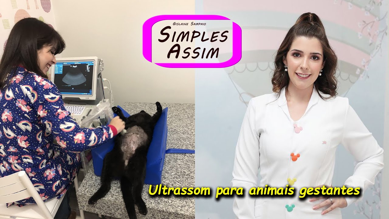 Ultrassom para animais gestantes