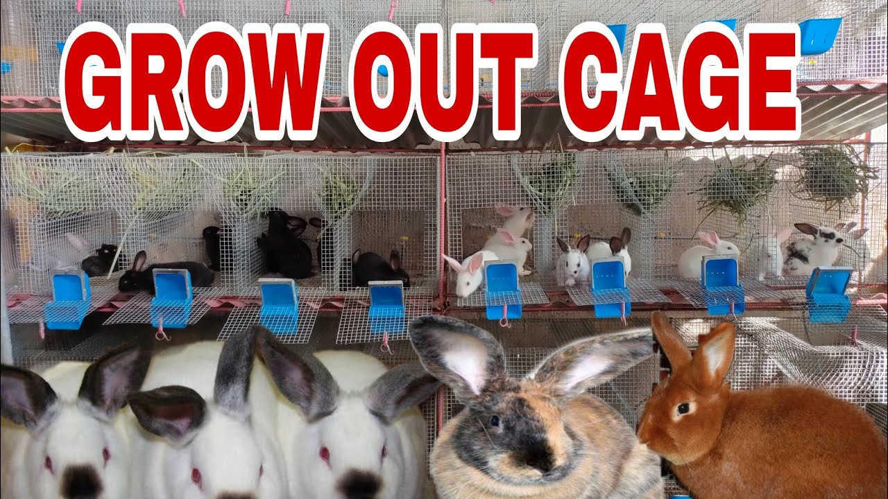 PAG LILIPAT SA GROW OUT CAGE