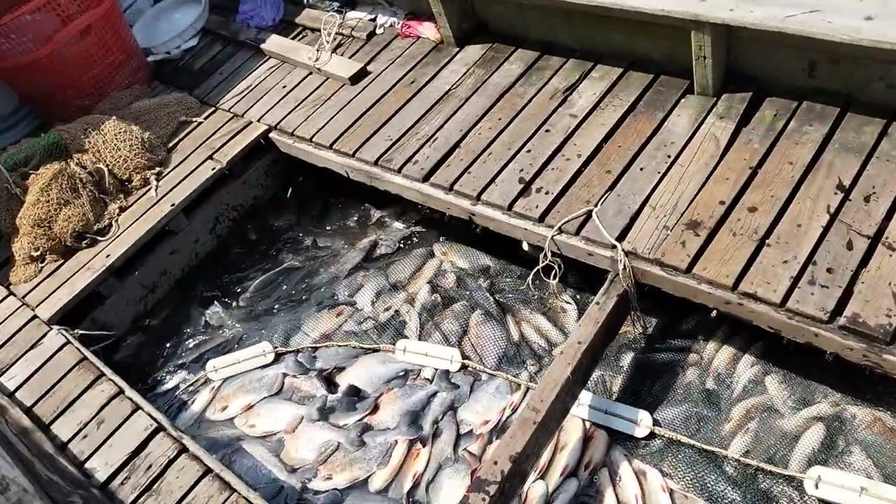 Phong cảnh bắt cá tại khu vực làng bè trời buổi sáng rất là đẹp 