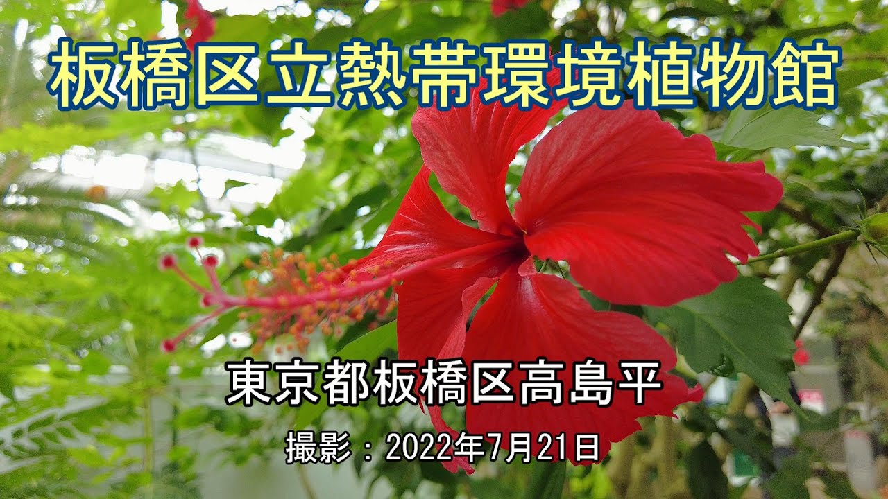 板橋区立熱帯環境植物館 [4K] Itabashi Botanical Garden
