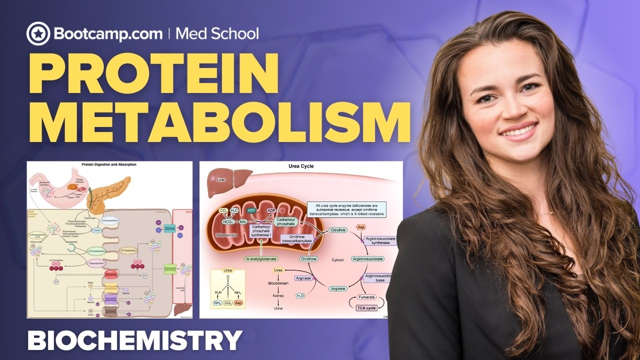 Biochemistry Chapter 10 | Protein Metabolism: Essential vs Nonessential Amino Acids