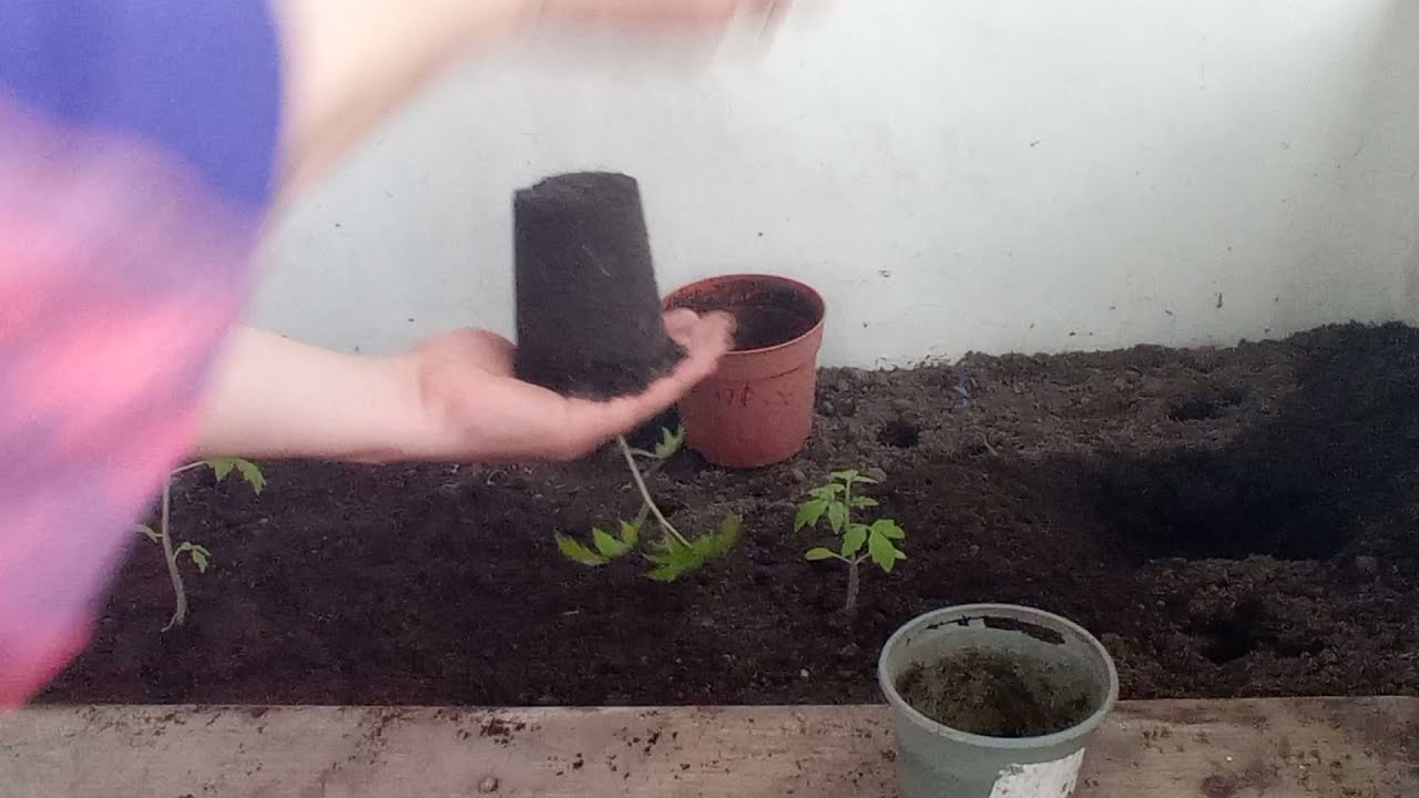 #помидоры#огурцы#на#балконе#коротаем карантин