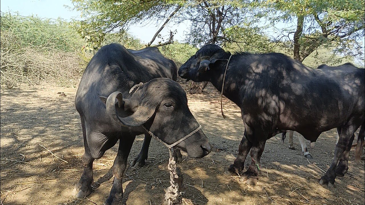 આપણા ભાઈબંધ ની ભેંસ ફરી ગઈ