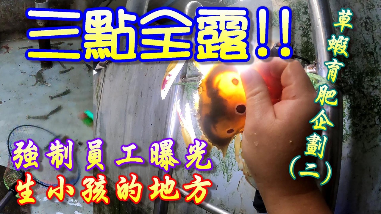 【育肥草蝦企劃二】隨著育肥蟹的進貨與出貨，跟著一起育肥的草蝦是否還能順利存活下去，還是被螃蟹啃食殆盡呢？？