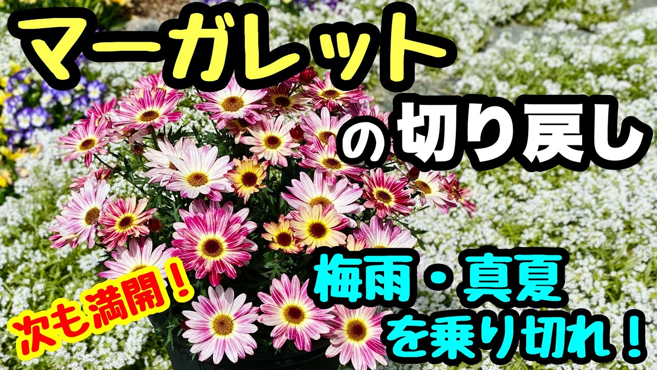 ■そうだ、今こそ切り戻し❗️『マーガレット』の切り戻し🌱夏を乗り切れ！