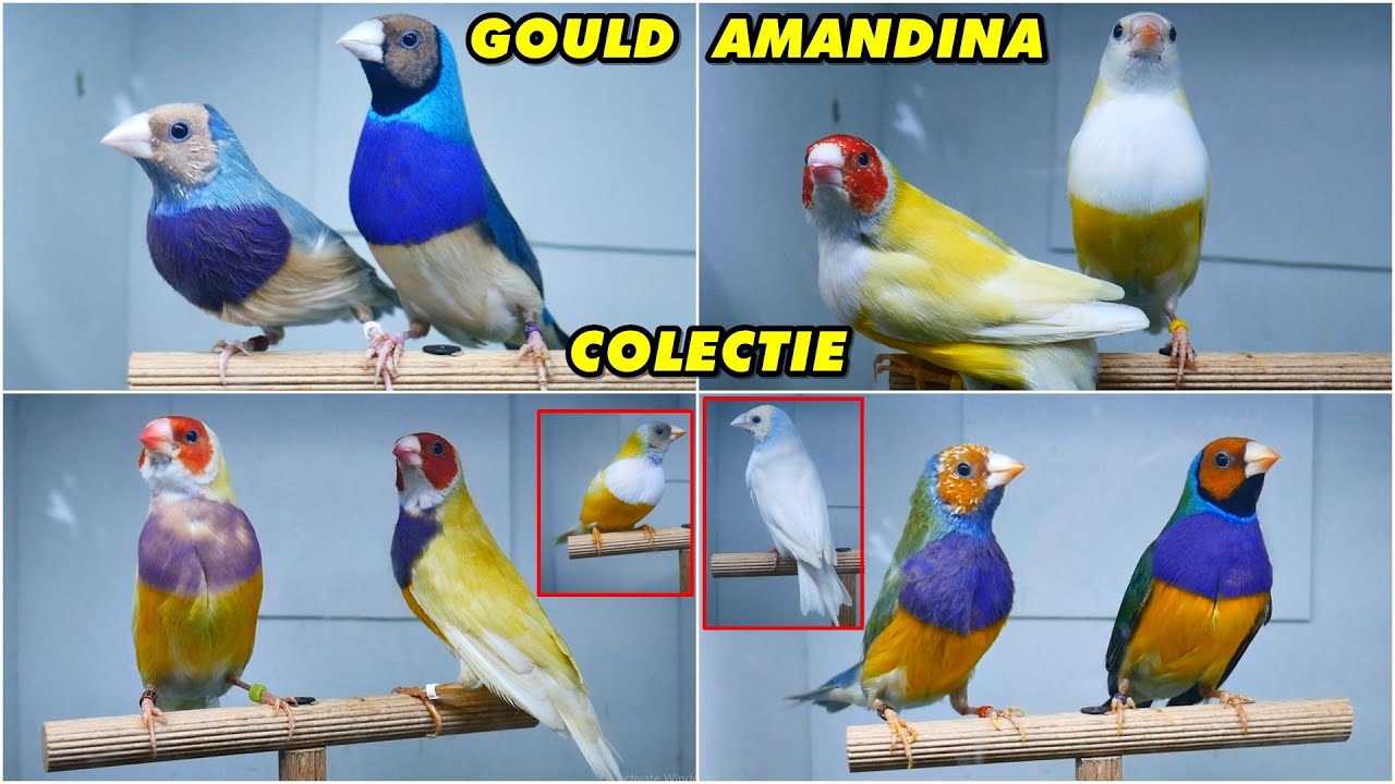 COLECȚIA de păsărele exotice de colivie a lui Cosmin Popa 🦜🦜 Amandine, Canari, Pescăruși japonezi 😍