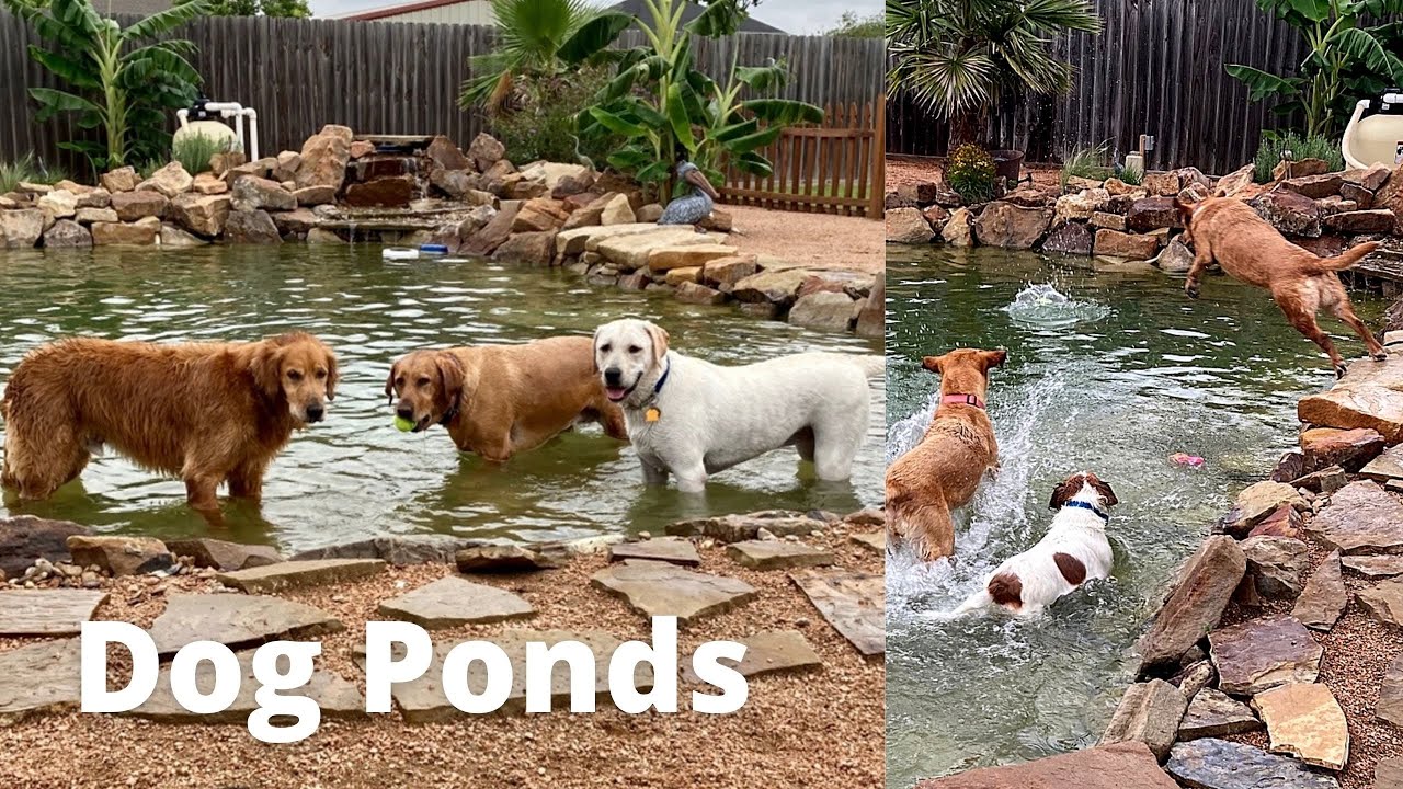 Building a Dog Pool/Pond