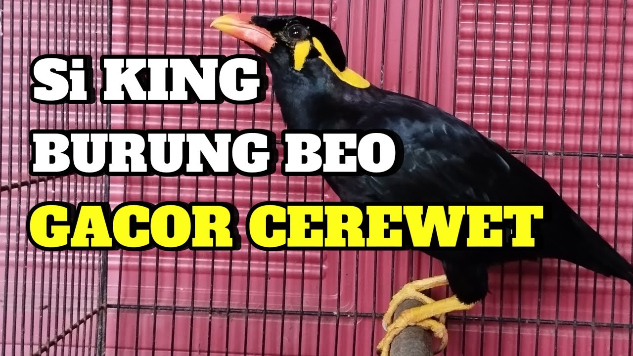 Si KING BURUNG BEO GACOR & CEREWET ‼️