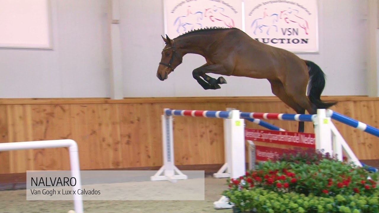 VSN Horses Auction || Promo Jumping horses