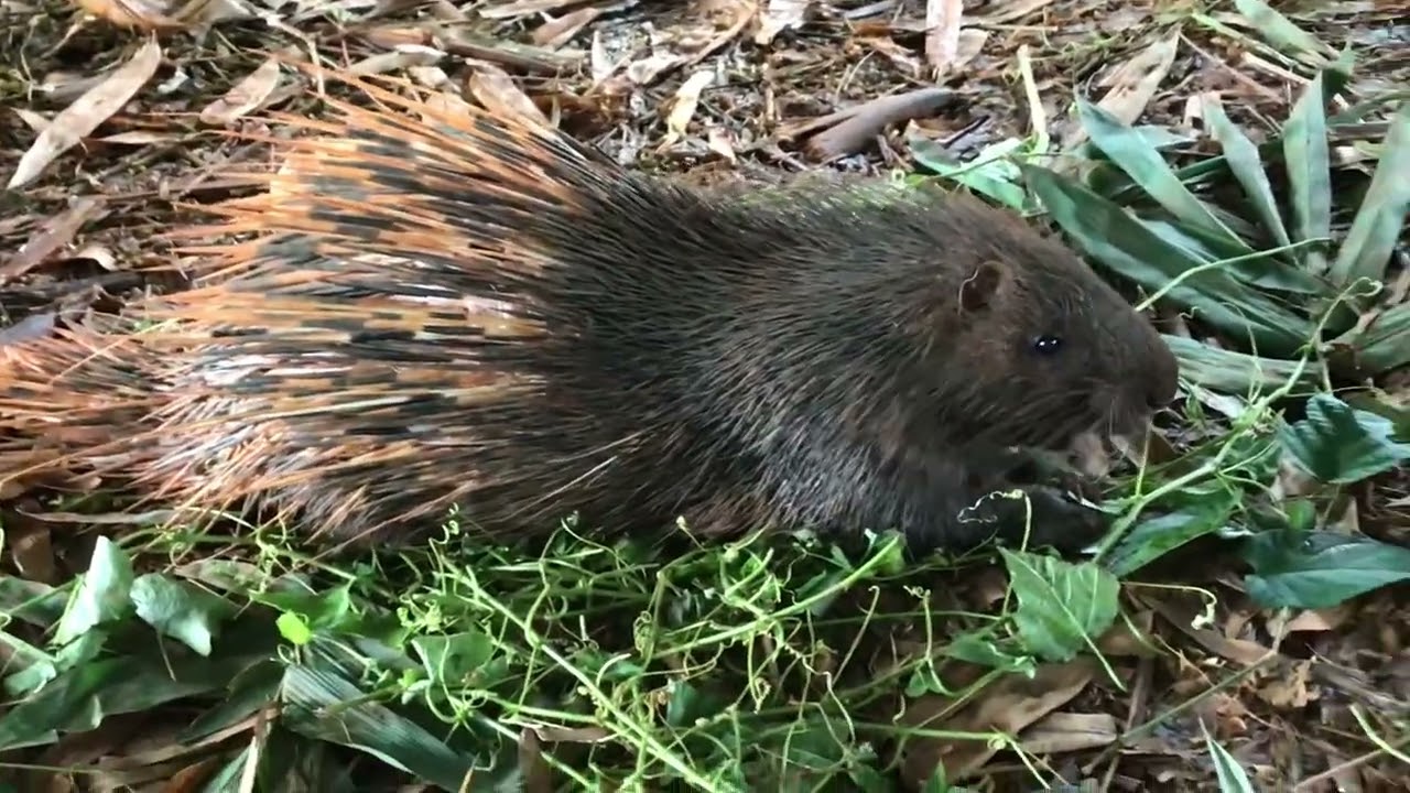 1.Porcupine is eating wild leaves so delicious.#Cute Porcupines#wild animals#