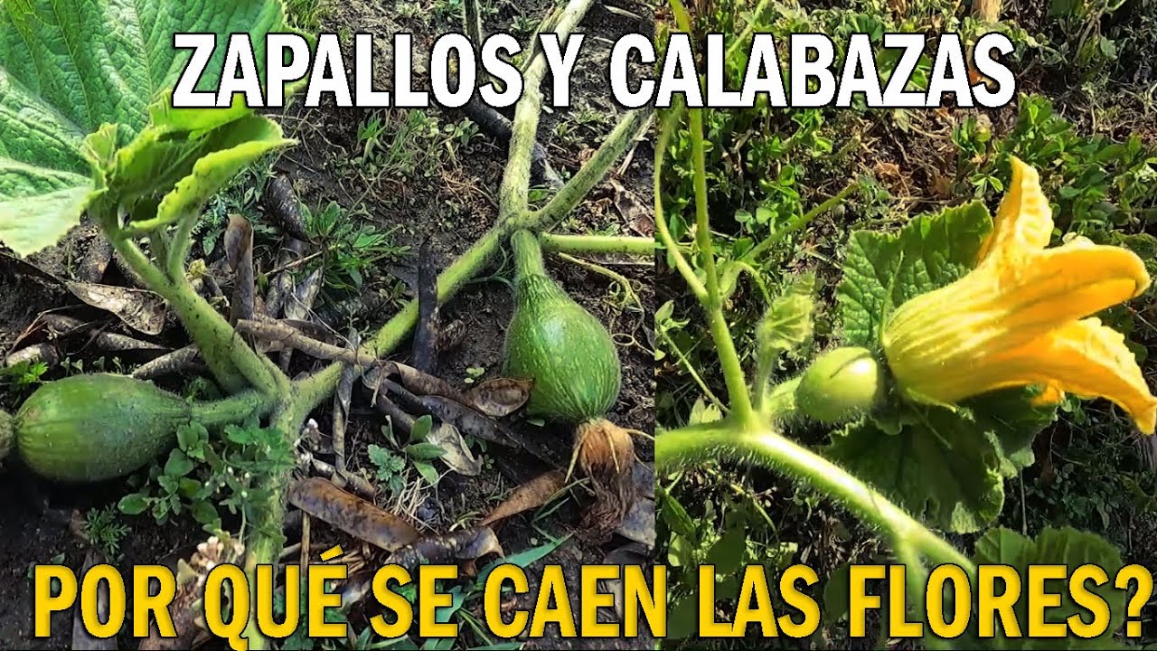 POR QU&Eacute; SE CAEN LAS FLORES DEL ZAPALLO O CALABAZA   POR QU&Eacute; NO CARGAN Y SE CAEN LOS FRUTOS