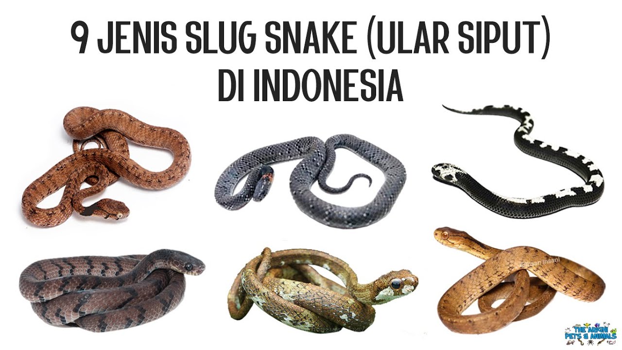 9 Jenis Ular Siput (Slug Snake) di Indonesia