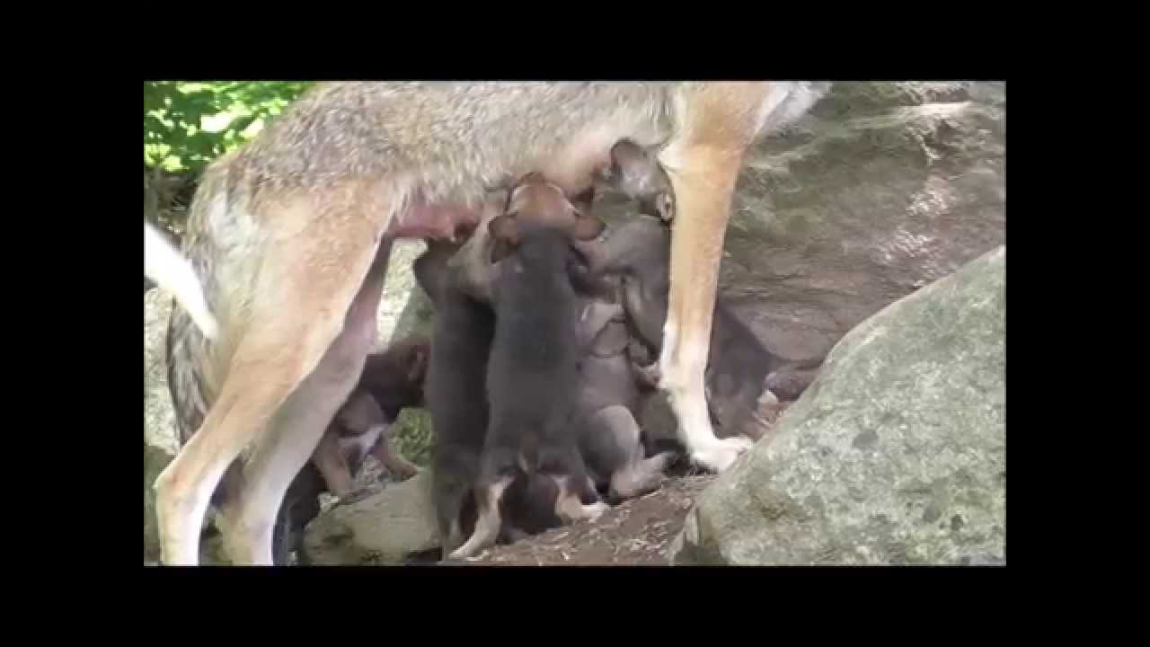 Snack Time for Red Wolf Pups