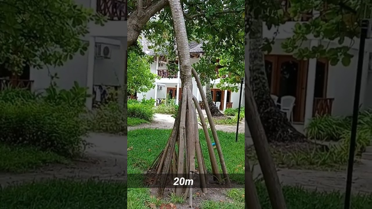 Have you ever seen a walking tree? Walking Palm Tree | Socratea exorrhiza
