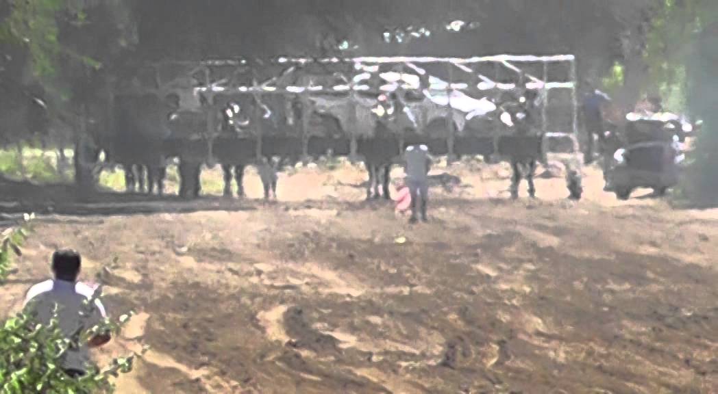 PURAS MACANAS - Vista Alegre 23/02/14