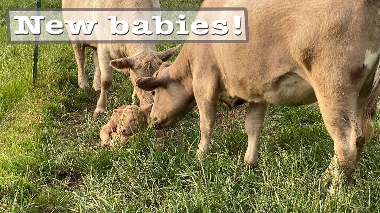 Three signs your cow is ready to calve!