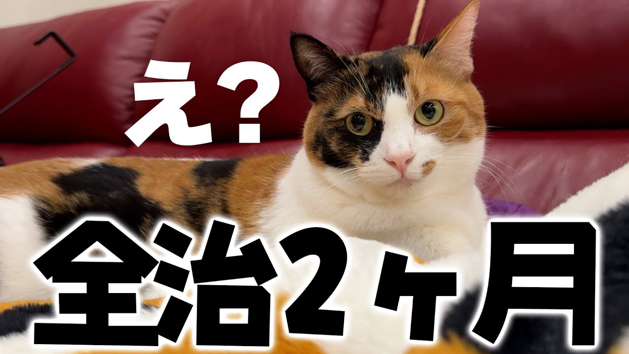 【腰痛】ぎっくり腰になったと思ったら全く違ったし骨も折れてたらしい