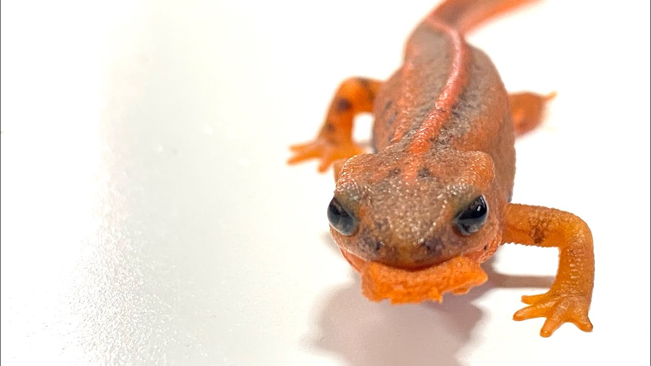 イモリ達にあたえてる人工飼料のご紹介