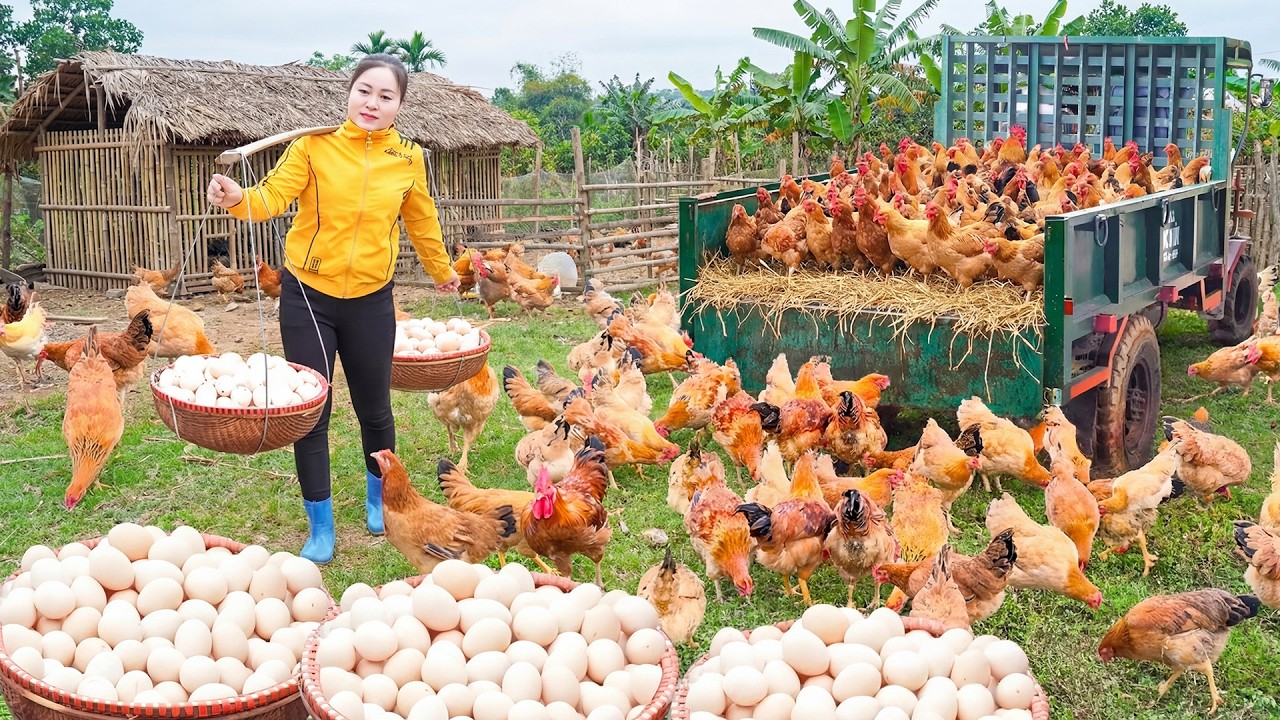 Buy Lots Of Chickens & Eggs From Farmer - Transport by Truck Go To Market Sell