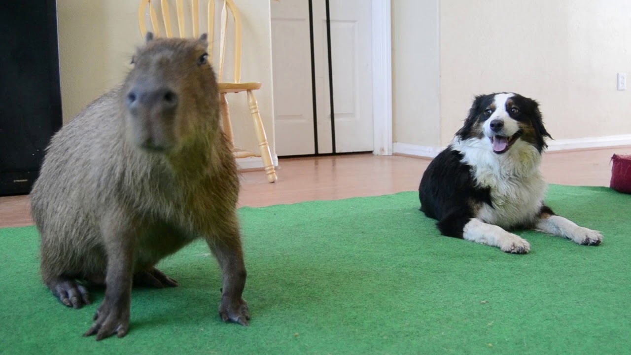 Dog and Carpincho