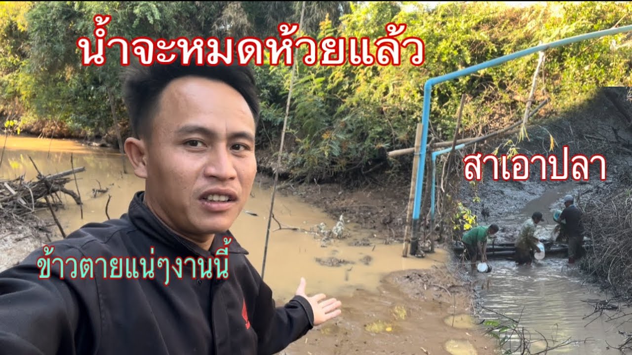น้ำในห้วยใกล้จะหมดแล้วถ้าเป็นแบบนี้ข้าวคงตายหมดแน่