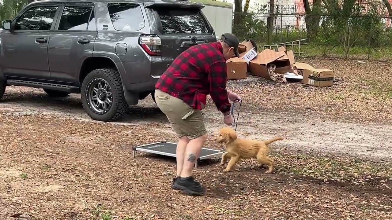 Gumbo - Training 