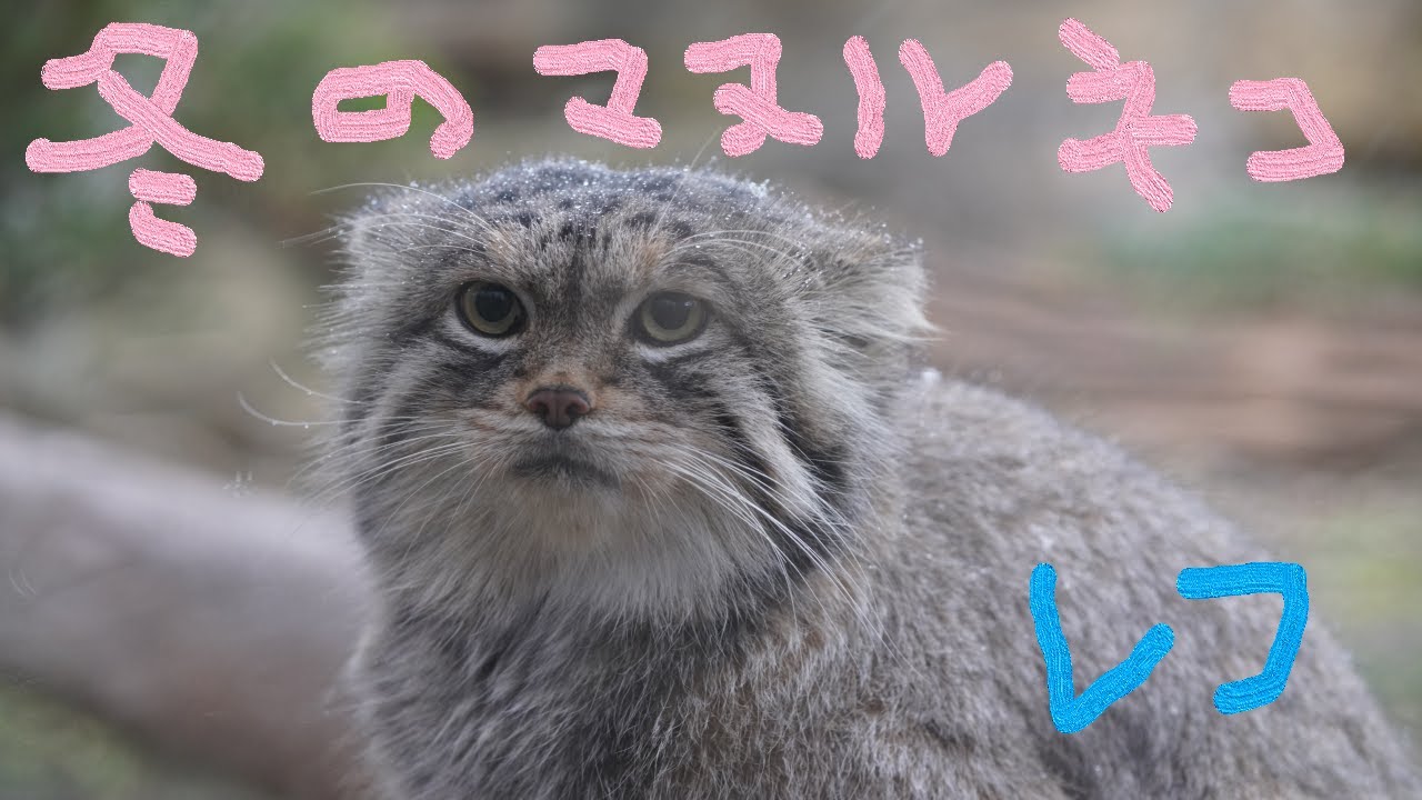 マヌルネコ、レフくんの冬/Pallas's Cat Lev in Winter/зимний манул, Лев (2023/11/19)