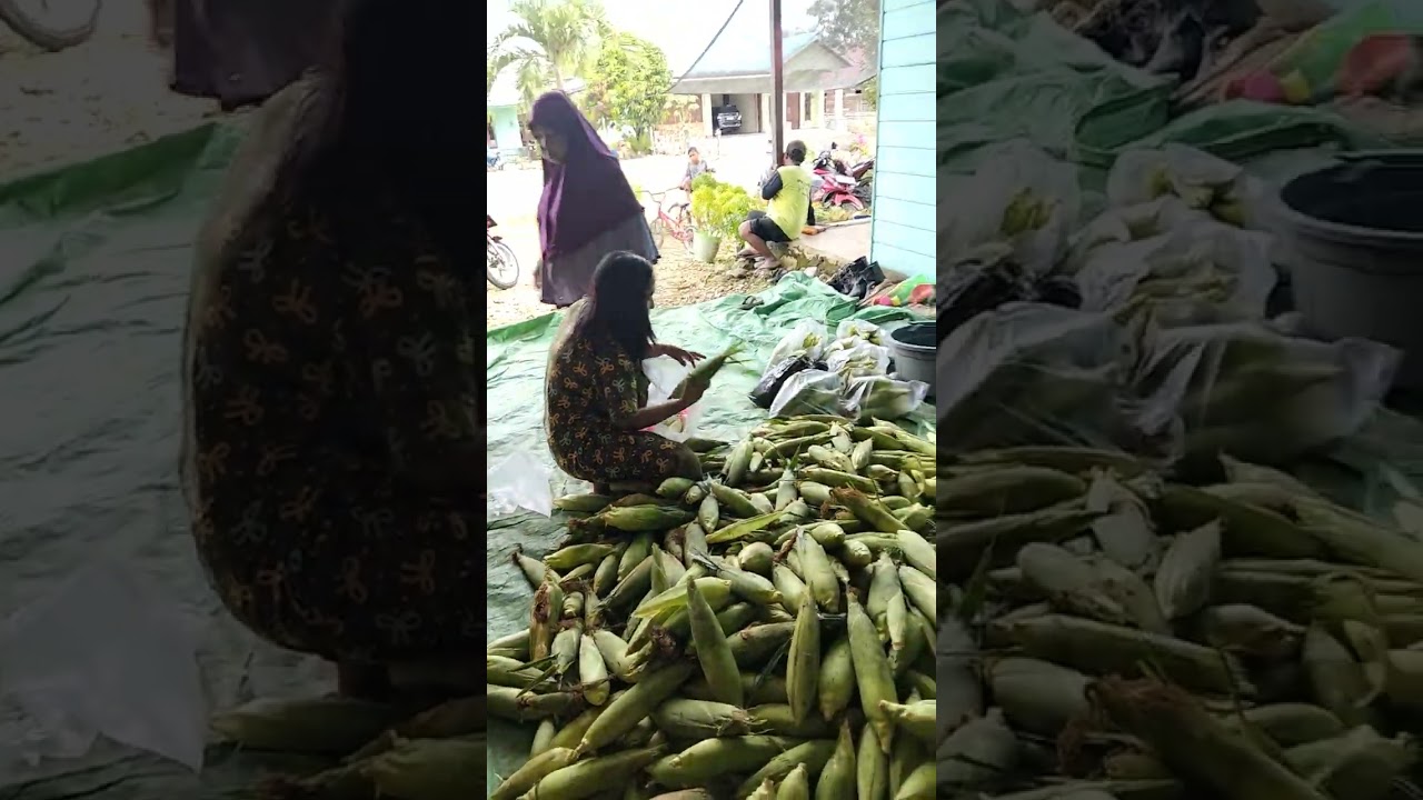 PANEN JAGUNG MANIS MADU 1 HEKTAR