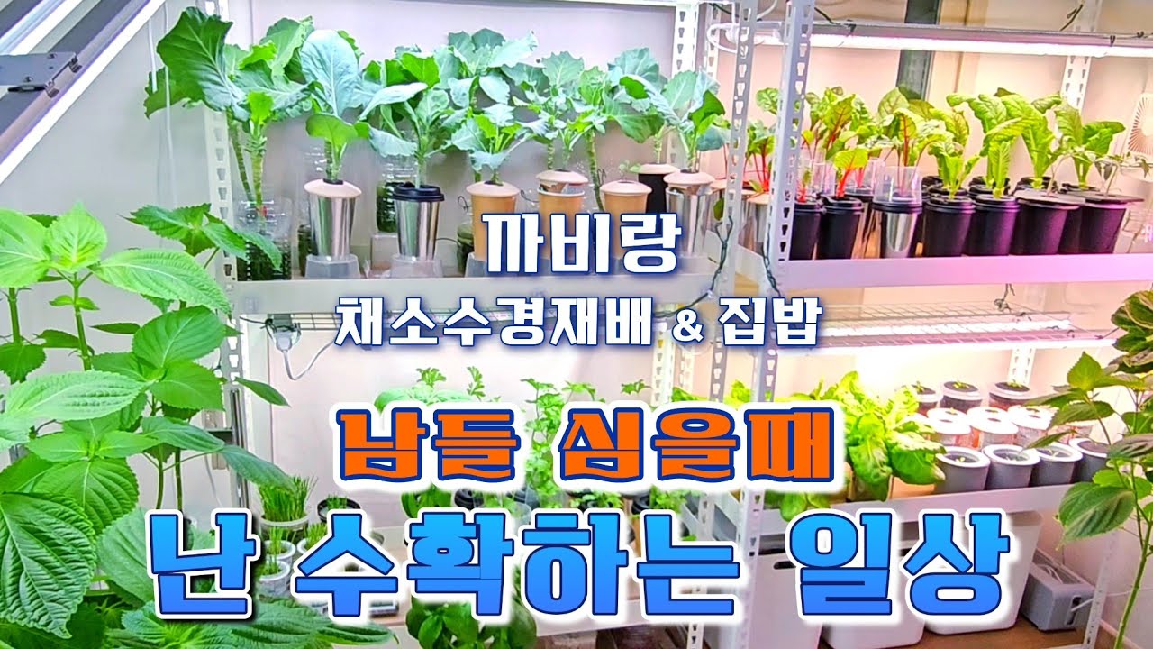 채소수경재배Vlog(5/11~5/24) - 성장과정, 자주받는 질문Q&A, 쉬운관리법, 수확의맛/바질, 깻잎 풍성하게 키우는 방법/ 부추,샐러리,방울토마토,양상추,배추