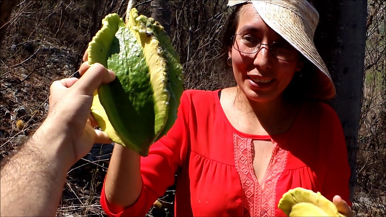 Bonetes fruta, papaya de monte, cuaguyote, kunche, orejona, 𝑱𝒂𝒄𝒂𝒓𝒂𝒕𝒊𝒂 𝒎𝒆𝒙𝒊𝒄𝒂𝒏𝒂