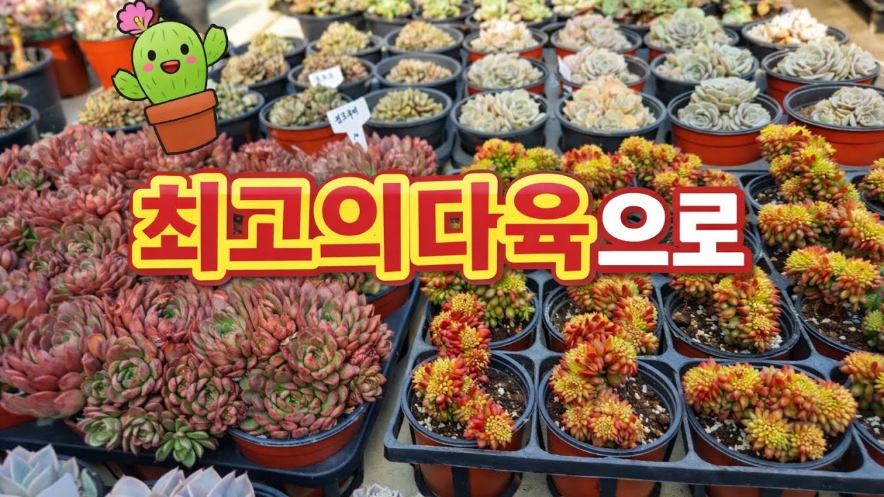 1/28)수량부족  선착순 최고의다육으로 