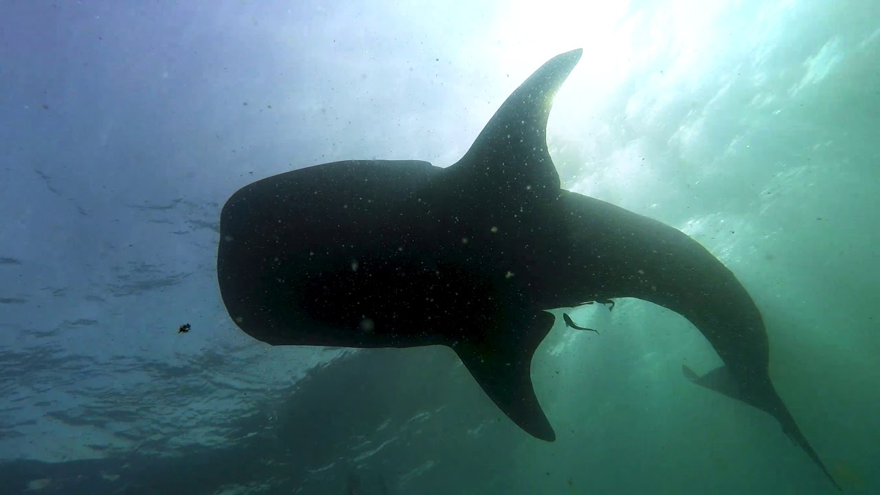 Extra Divers: Whalesharks in bulk for guests of Oman Explorer