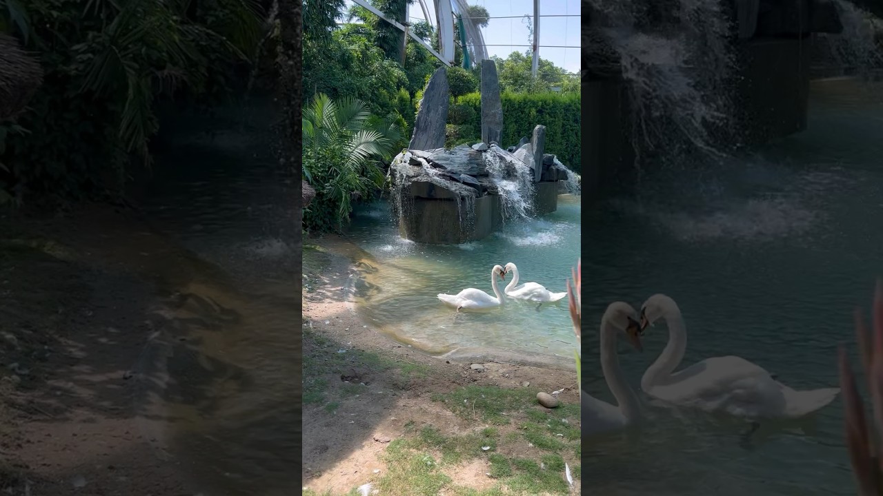 Chandigarh Bird Park 🦢#shorts