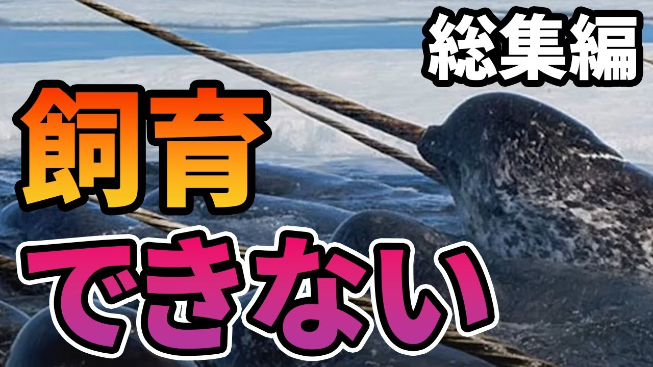 【総集編】水族館で飼育できない生物たち8選【イッカク】【サメ】【深海魚】