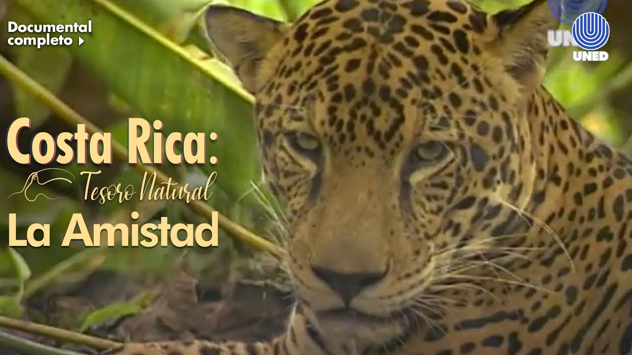 Tesoro Natural: Parque Nacional La amistad