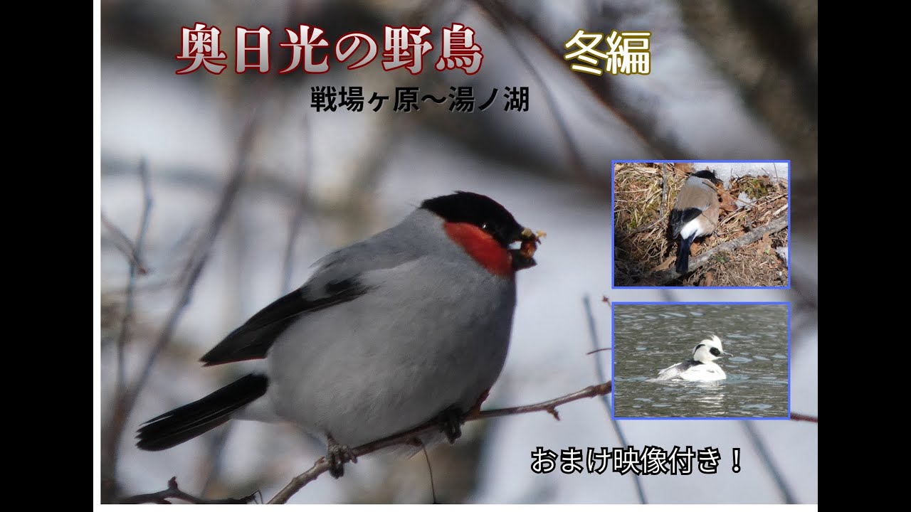 奥日光の野鳥たち　冬編　2026年1月11日　モフモフした鳥たちを撮影してきました！　おまけ映像付き