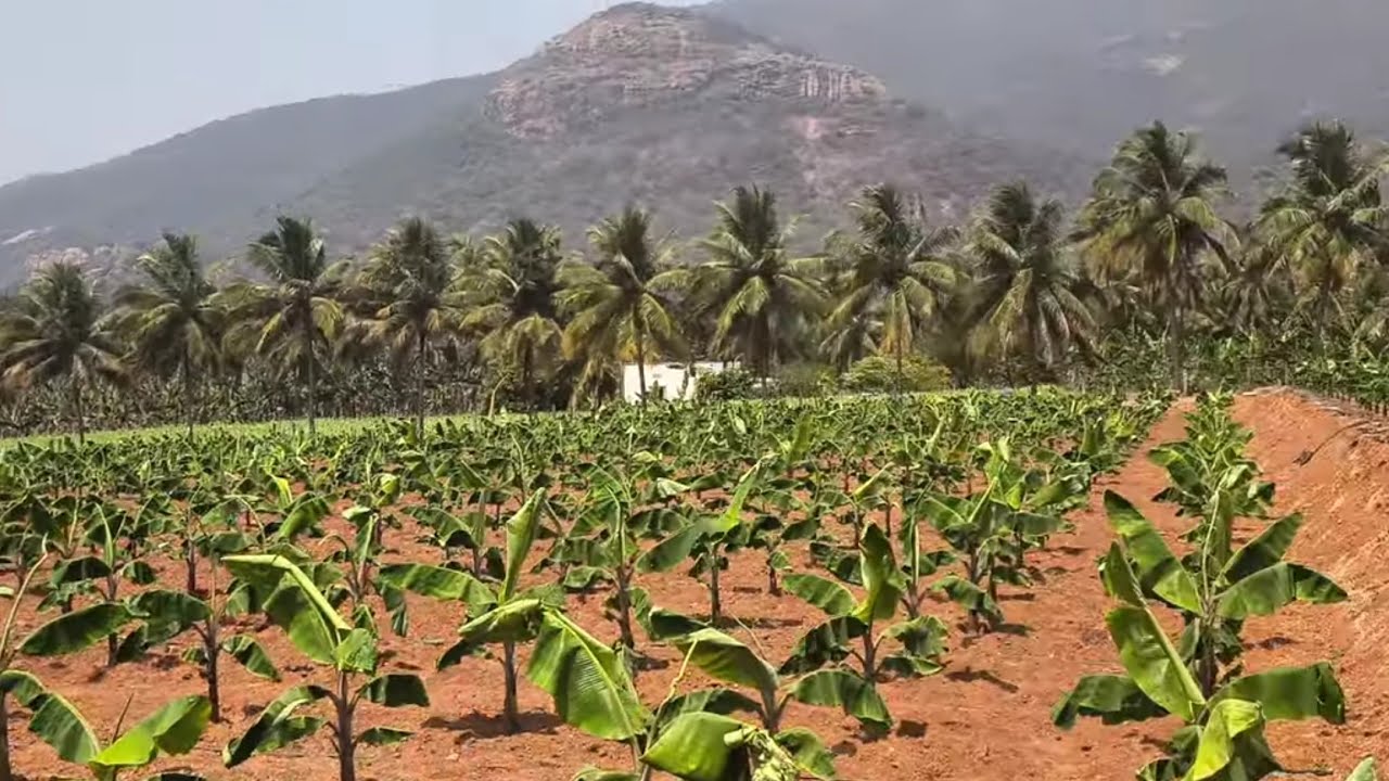 ஈரோடு (மா) சத்தி(வ) பெரியகுளம் அருகில் 4 ஏக்கர் தோட்டம் விற்க 9585376767#agriculture#realeastate 
