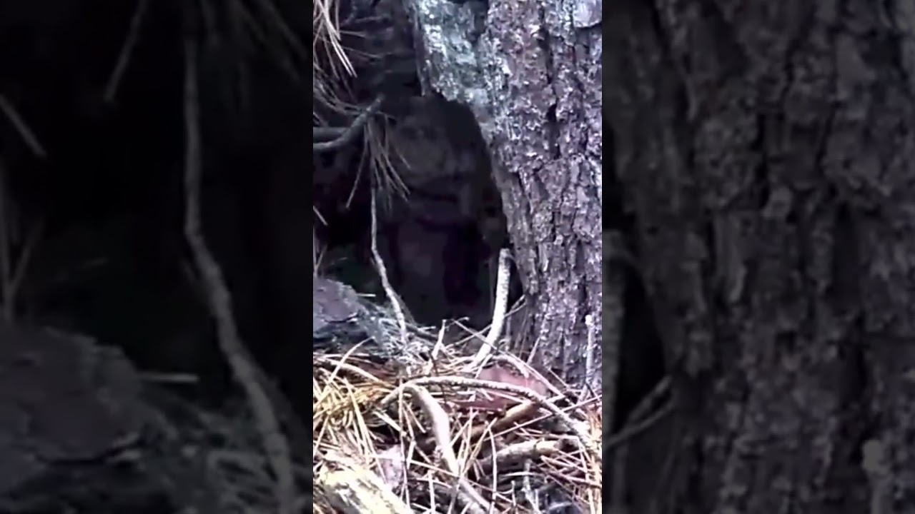 Goblin Caught on Tape