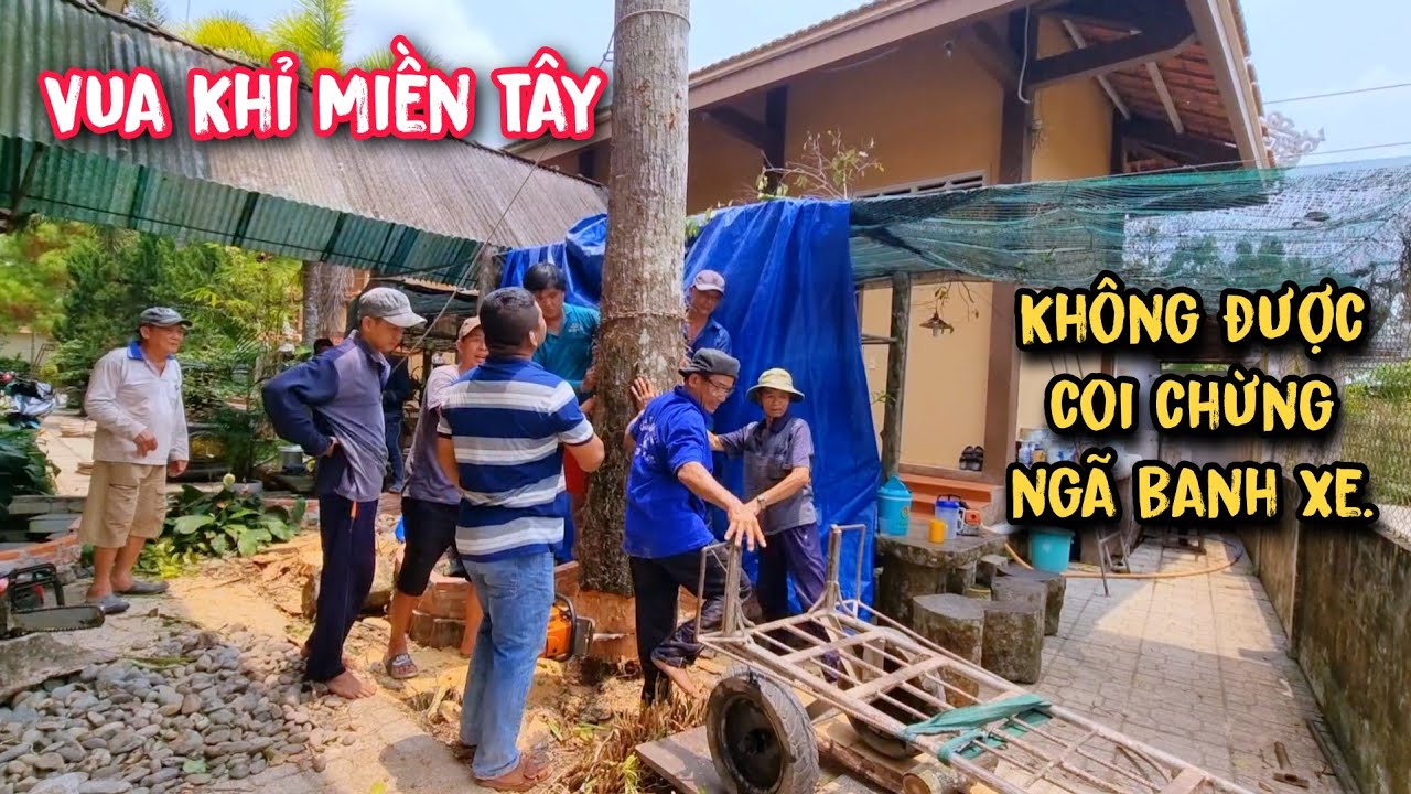 Thót tim !!! khi Vua Khỉ cưa hạ gốc 2 cây Sao trong không gian vô cùng chật hẹp.
