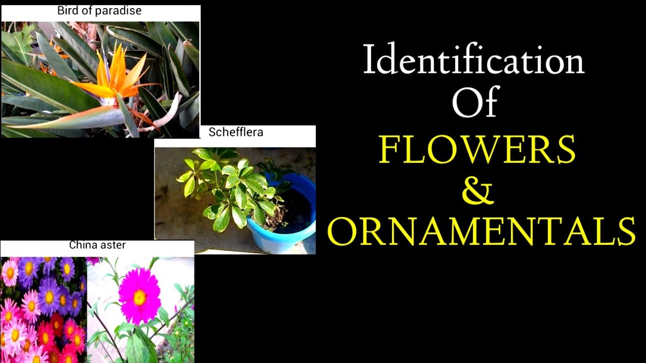 Identification of Flowers & Ornamentals #udyananesthamMSP#IdentificationFlowersOrnamentals#horticos