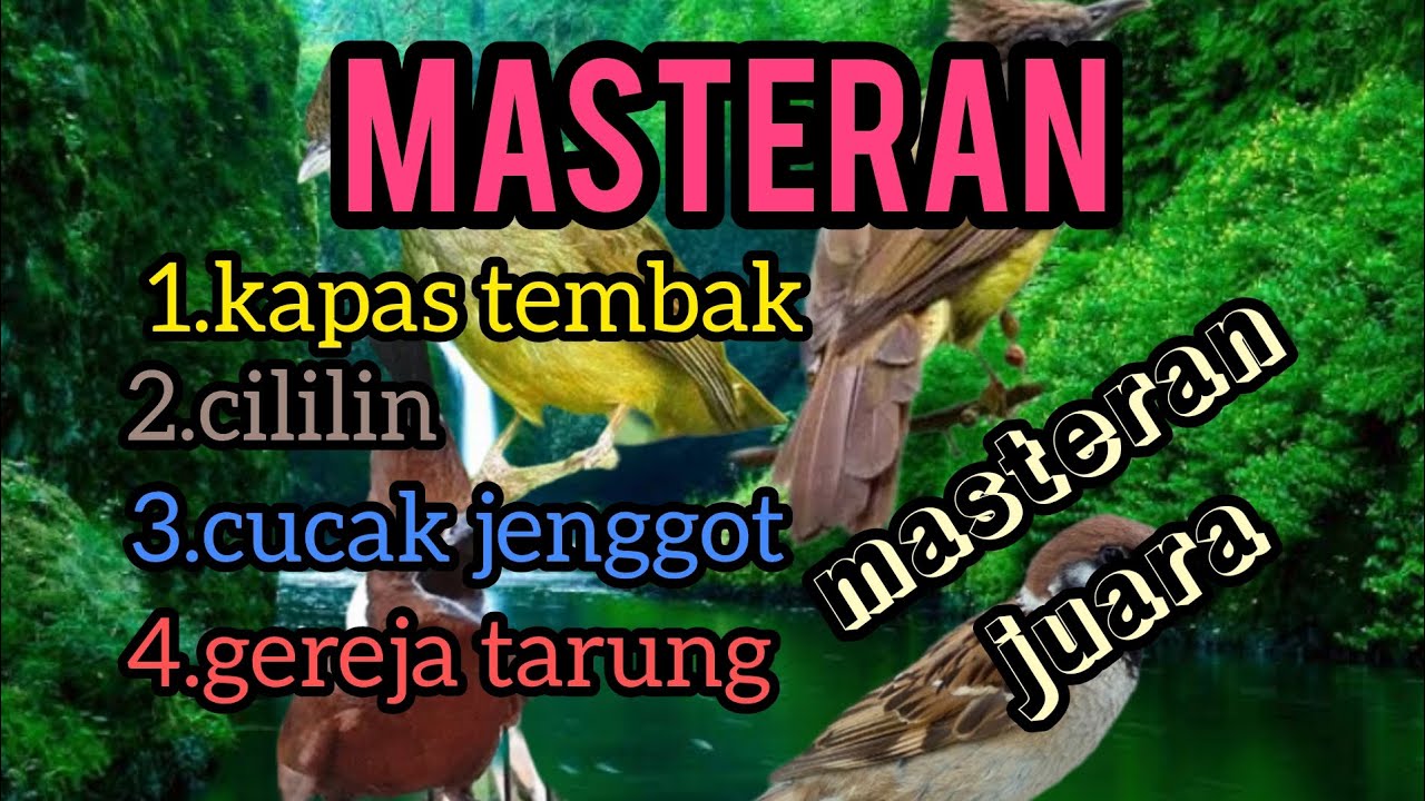 masteran (kapas tembak, cililin,cucak jenggot, gereja tarung)
