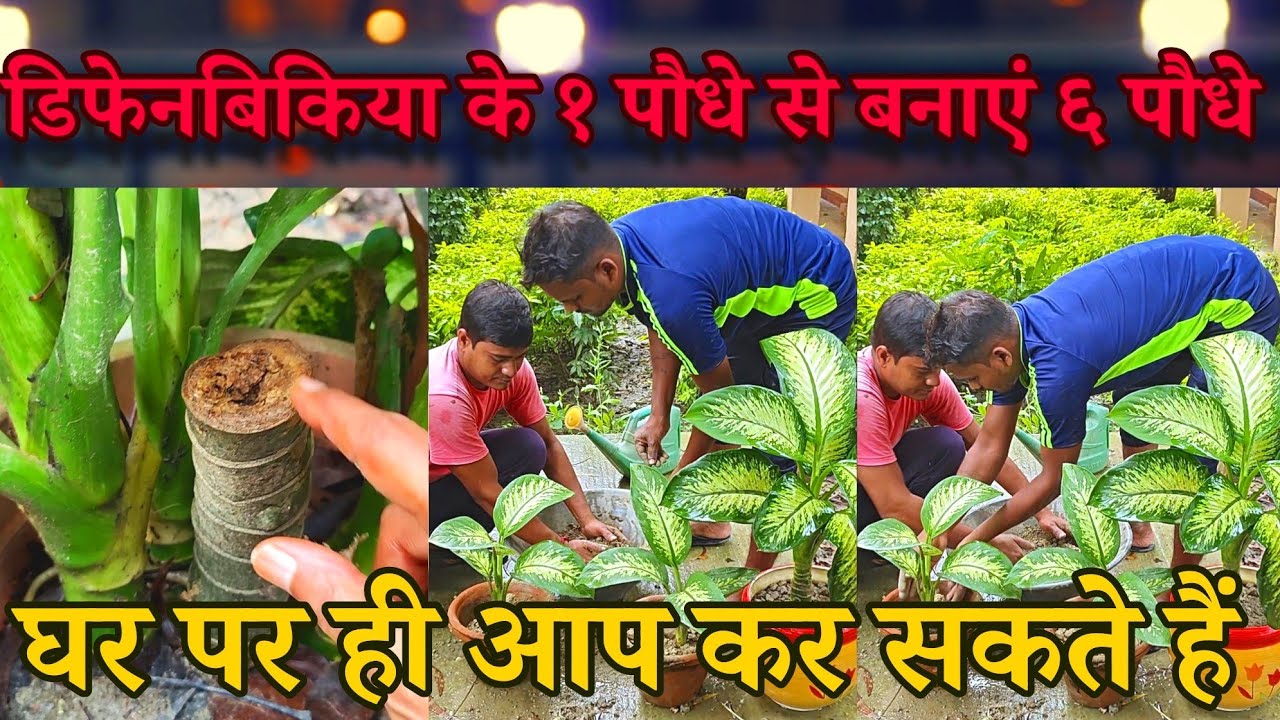 कीमती पौधा डिफेंबिकीया को घर में ही propagate कैसे करें? एक पौधे से बनाएं 6 पौधे । Dieffenbachia