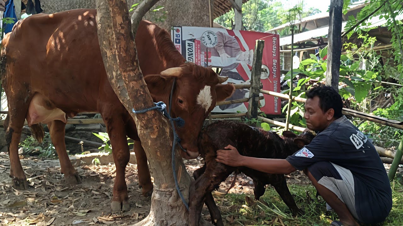 Sapi Melahirkan Pertama Kali, Ambingnya Super Mewah‼️