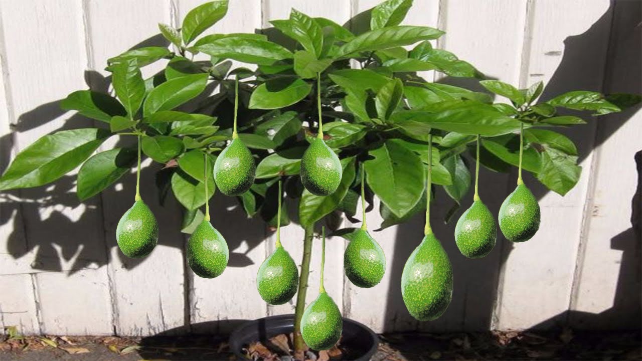 😱🥑 Como ter abacateiro em vaso | Produzindo em pouco tempo 😱🥑🥑.PASSO A PASSO AQUI #🥑😍