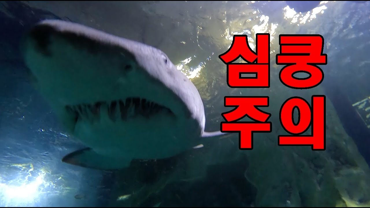 죽다 살아났습니다..거대상어 이빨 뽑아내려고 물에 들어갔는데...ㄷㄷ