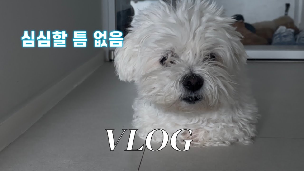 Vlog. 출근하고 강아지랑 놀고 회까지 먹은 하루 브이로그 | 반려견 일상브이로그 | 출근룩 한 컷 (PVCS 코트) 