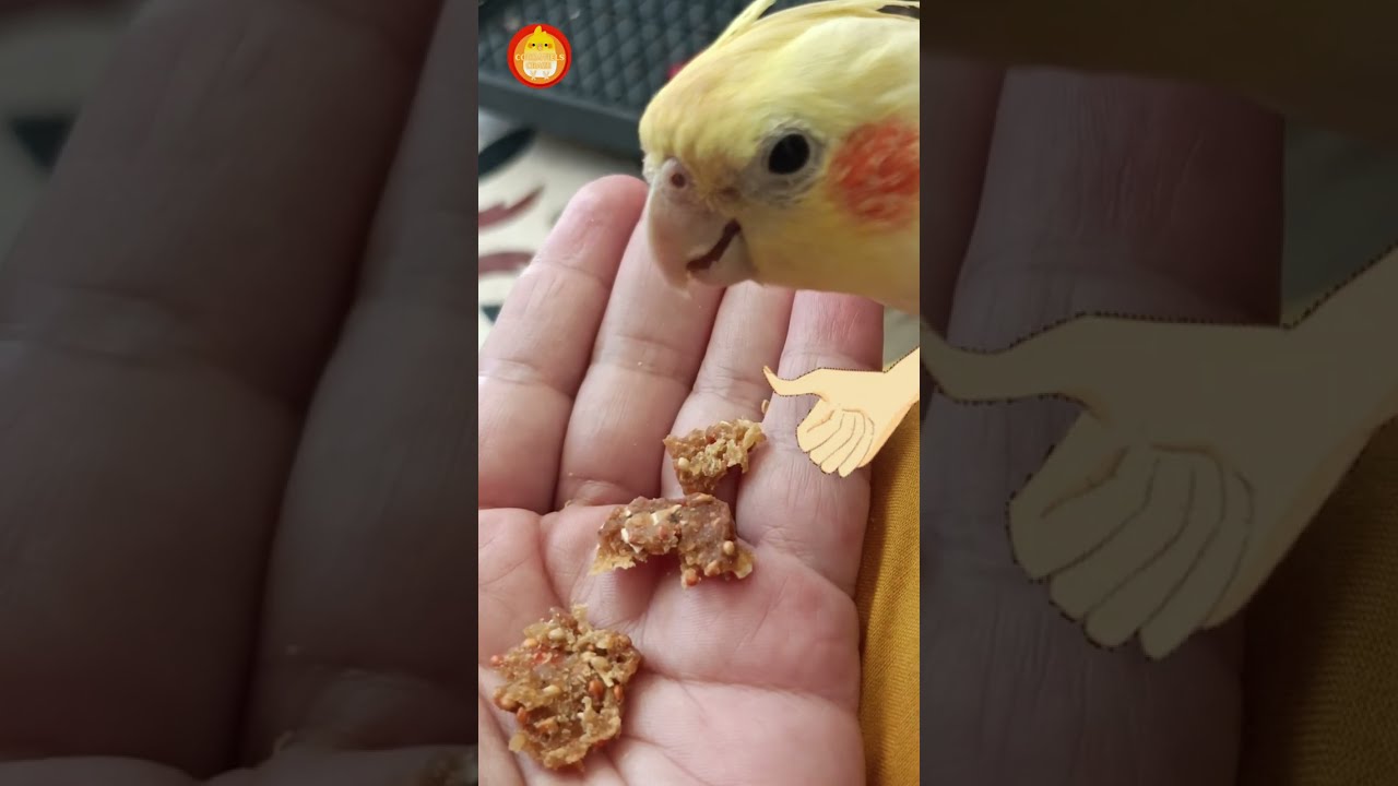 Healthy Homemade Bird Pellets | DIY Cockatiel Food Recipe | Boost Nutrition Naturally 😋🦜